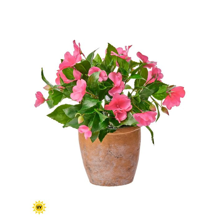 Uv Impatiens plant in a round clay pot measuring approximately 12 inches tall.