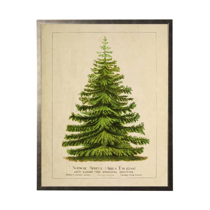 Vintage botanical illustration of a Norway Spruce tree in a dark metal frame.