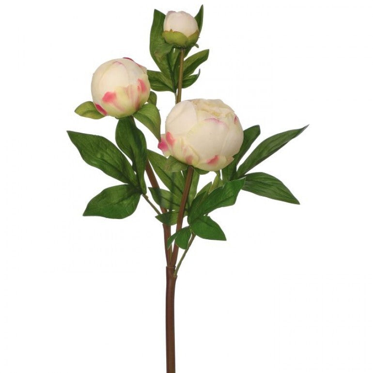 A bouquet of twenty-five-inch just cut peony bud spray with soft pink blooms and green foliage.
