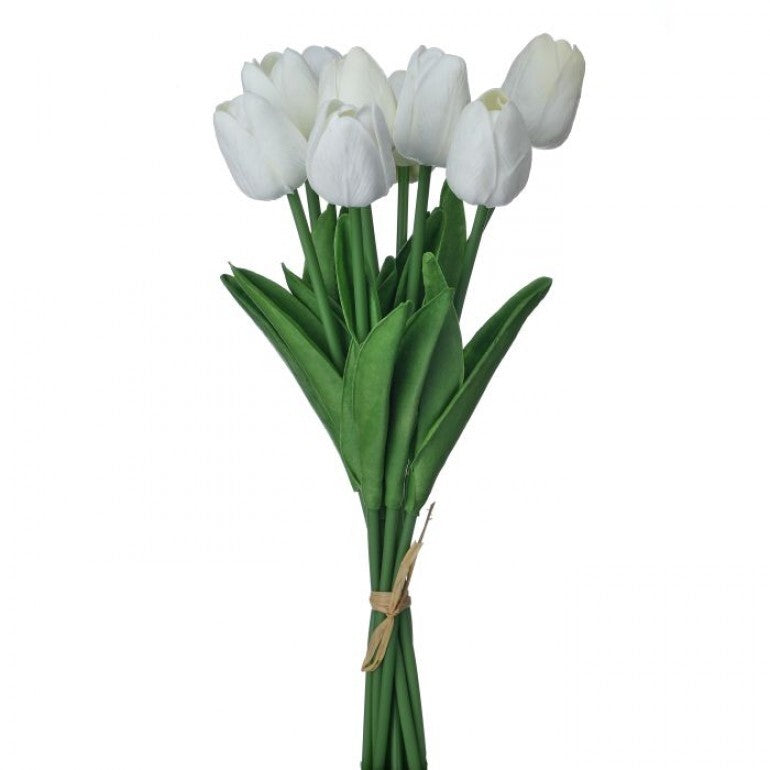 Bundle of three white Eva Dutch tulips in a clear glass vase.