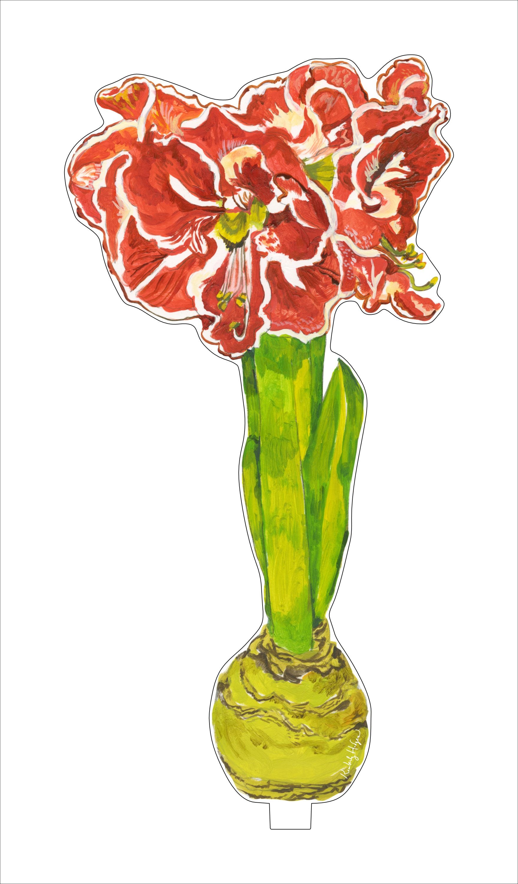 Single ruffled amaryllis flower in soft pink with green stem