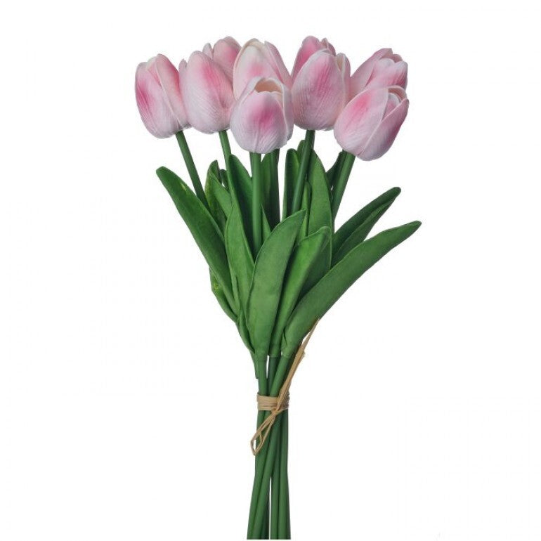Bundle of three white Eva Dutch tulips with green stems in a clear vase