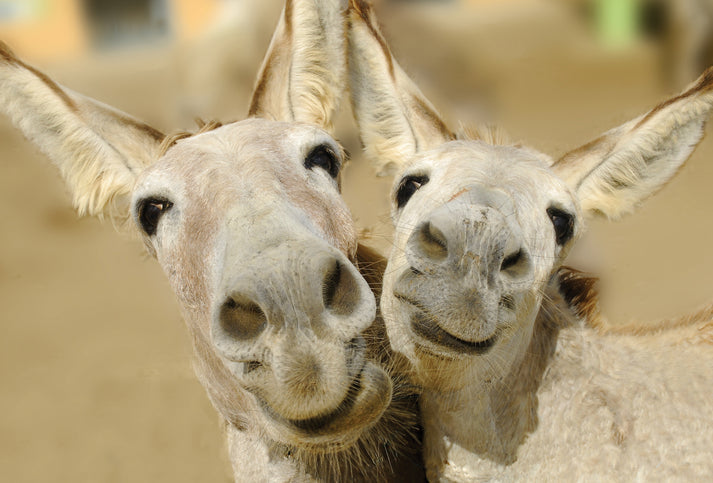 Two donkeys with light-colored fur nuzzle each other, their faces close together.