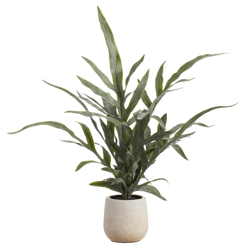 An 18-inch Java Fern plant with green fronds growing in a plastic pot.