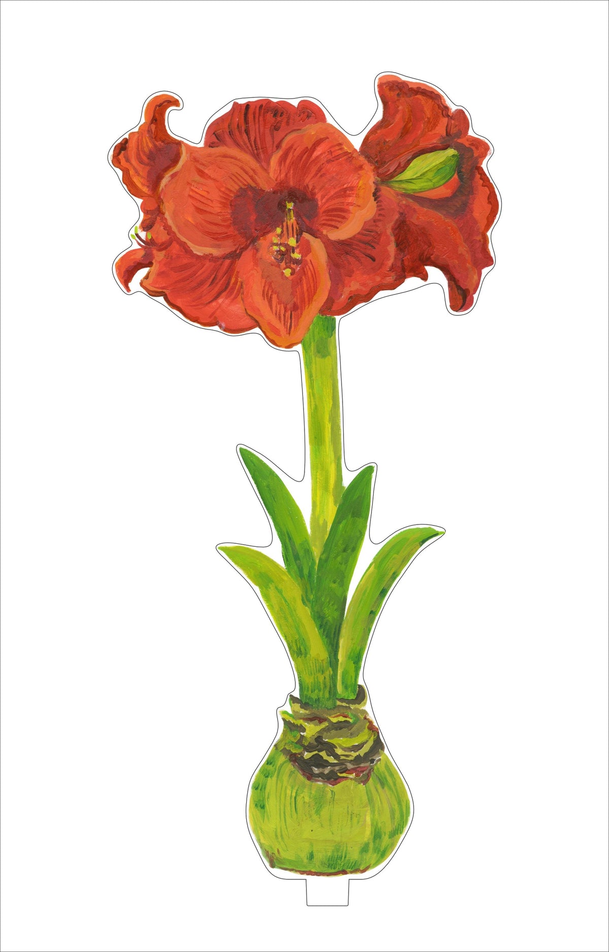 Single red orange amaryllis flower in clear acrylic vase