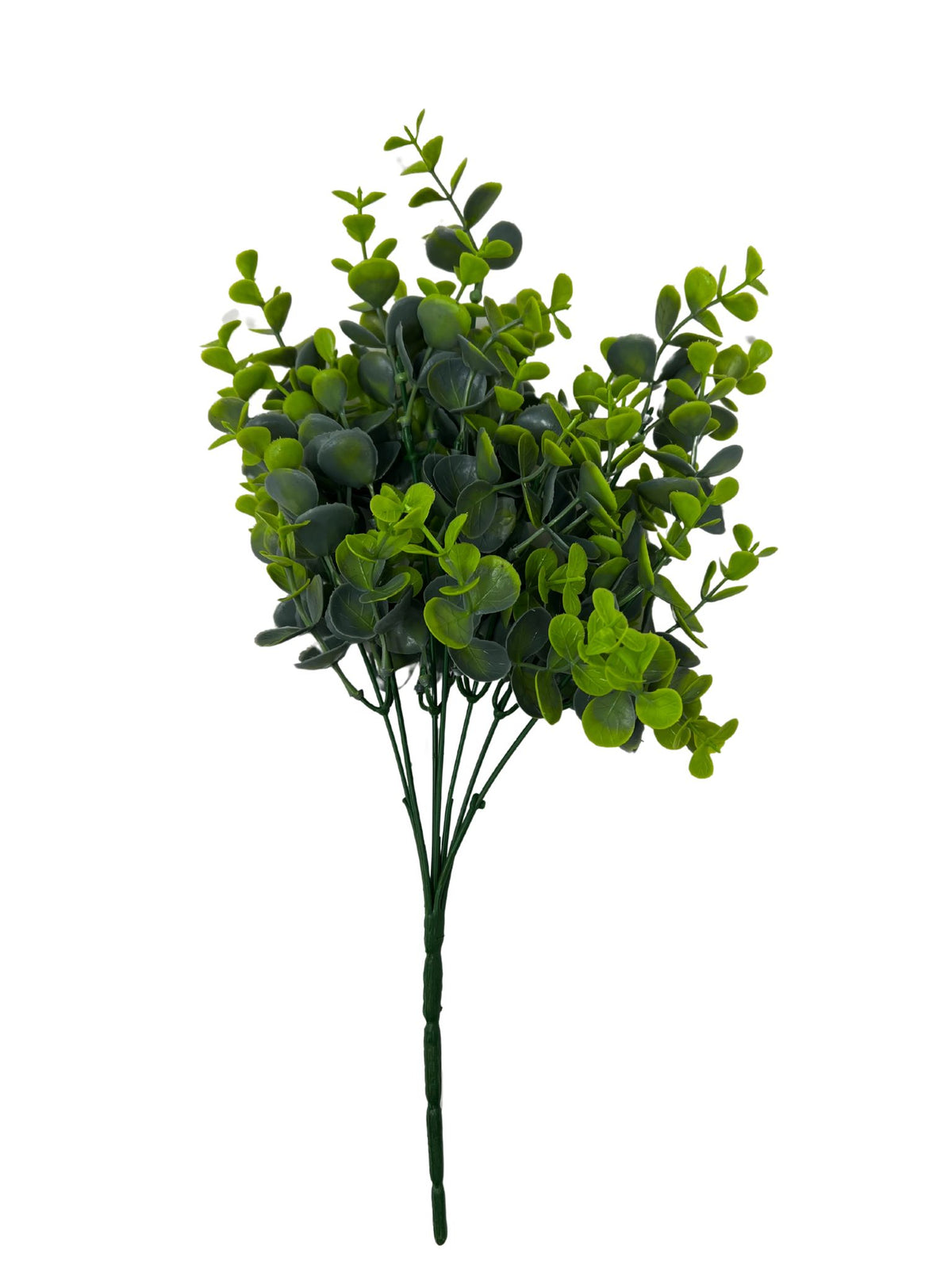 Green eucalyptus bush with dense foliage in a natural round silhouette.