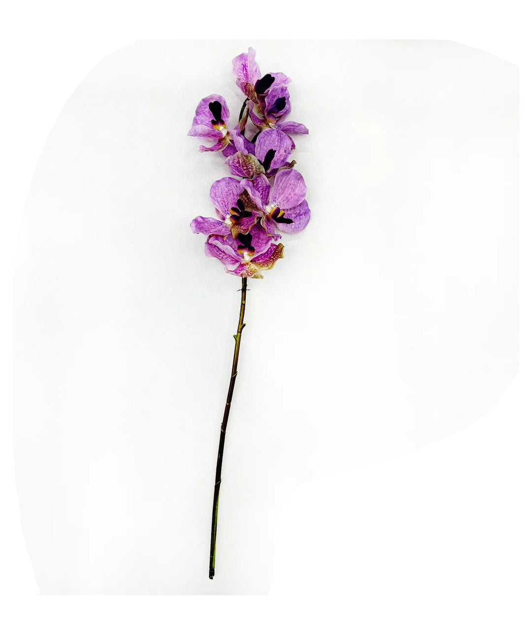 Vanda Orchid