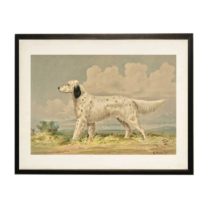 Framed vintage print of an English Setter standing in a field against a cloudy sky.