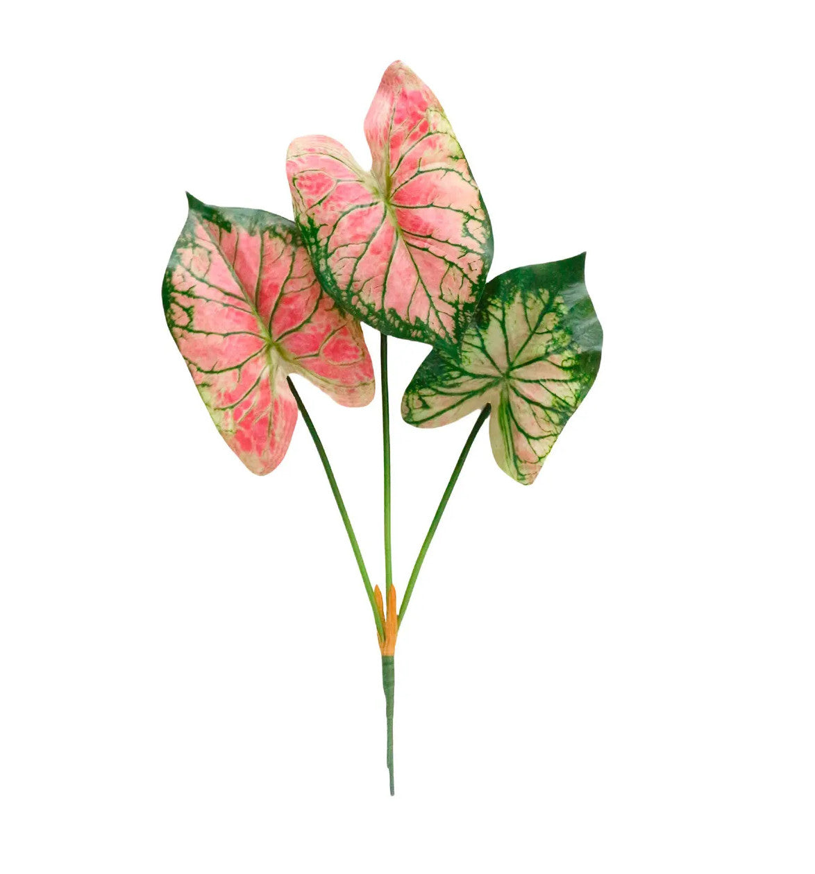 Caladium plant with green leaves in a white pot