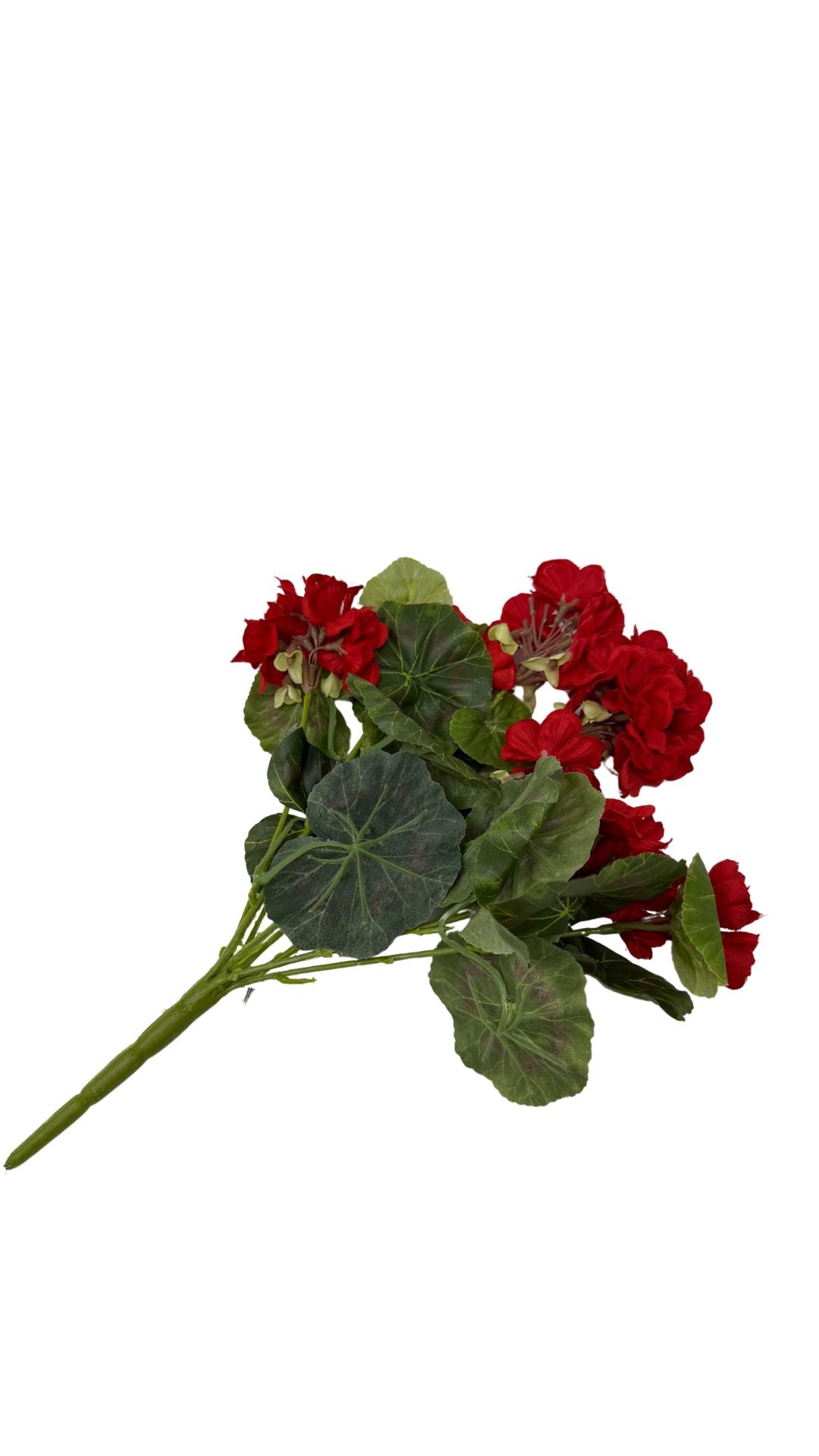 Small geranium bush with green foliage in a container.