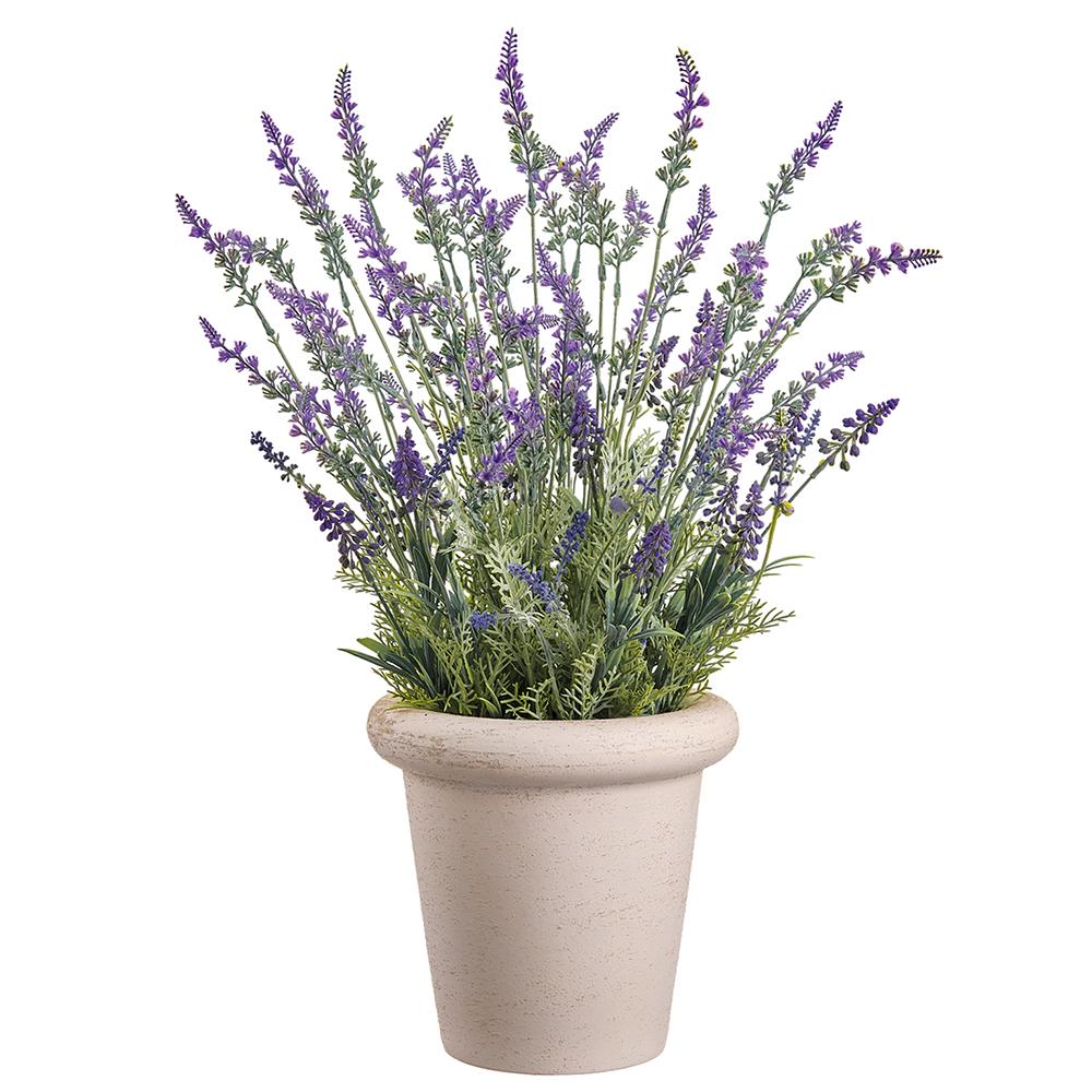 Lavender plant in a terracotta-colored clay pot with plastic lining.