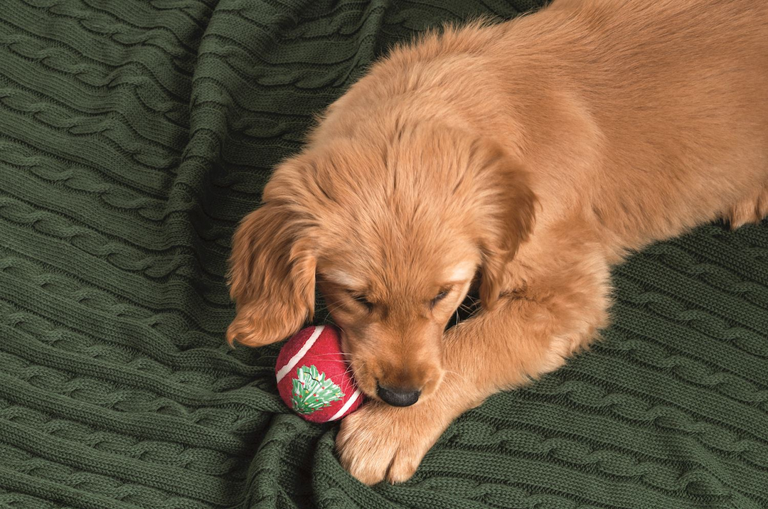 A golden retriever puppy resting its head on a red Christmas pet tennis ball with a tree design.