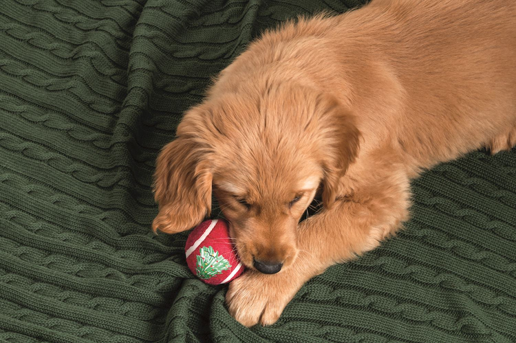 A golden retriever puppy resting its head on a red Christmas pet tennis ball with a tree design.