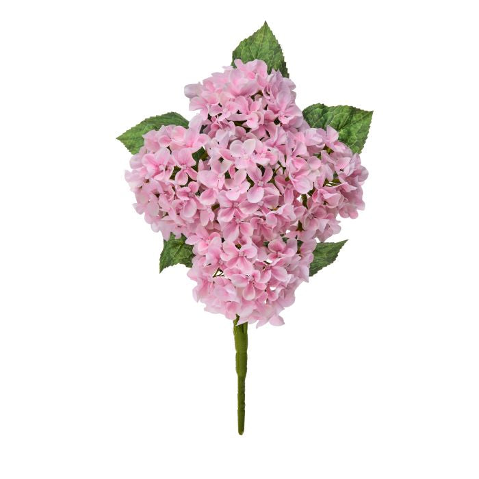 Mini spring hydrangea bush with green foliage in a rectangular planter