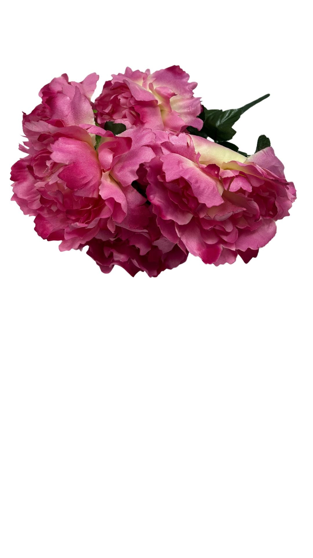 Peony Bush X7 BTY 1/8DZ/11"
