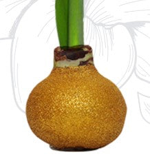 Red Lion Flower with Gold Glitter Wax Amaryllis Bulb