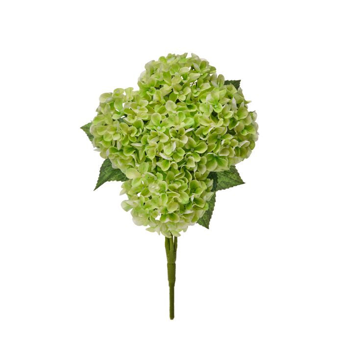 Mini spring hydrangea bush measuring 17 inches tall with a compact silhouette.