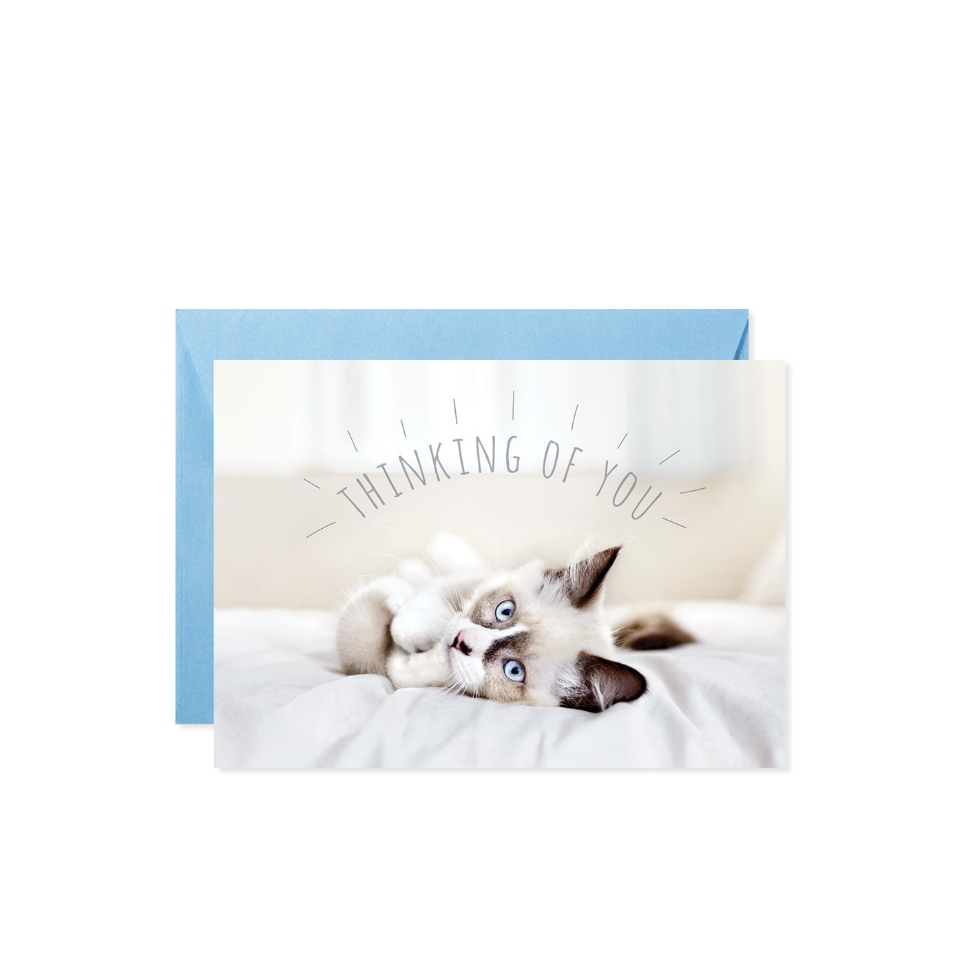 A blue envelope partially covers a greeting card featuring a fluffy cat with blue eyes and the text "THINKING OF YOU".