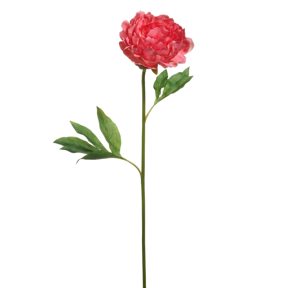 28" Single Peony Stem