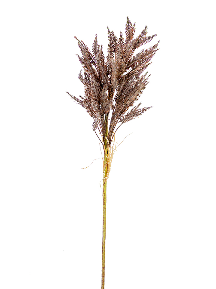 31-inch dried sorghum spray with brown textured seed heads on a long green stem.