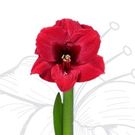 Red Lion Flower with Gold Glitter Wax Amaryllis bulb in a clear glass vase.