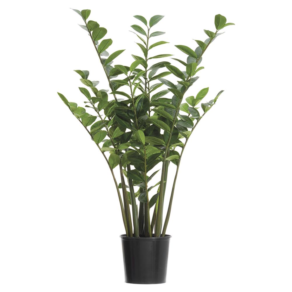 4-inch green Zamioculcas zamiifolia plant in a plastic pot