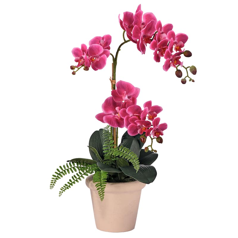Terracotta pot containing a Phalaenopsis orchid with white blooms alongside green fern fronds.