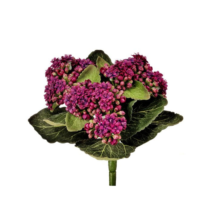 Kalanchoe succulent plant in a 9-inch pot with green leaves.