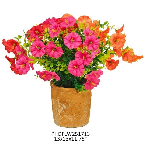 Small potted Southern Summer petunia with purple flowers in a simple container.