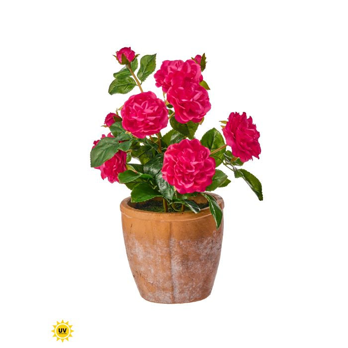 Clay pot holding natural rose arrangement with multi-petaled blooms in various stages and developing buds.
