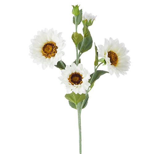 Spray arrangement of white sunflowers in a clear vase