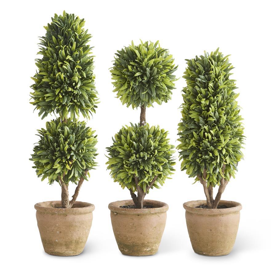 Three Podocarpus topiary plants in small square cement pots with plastic liners.