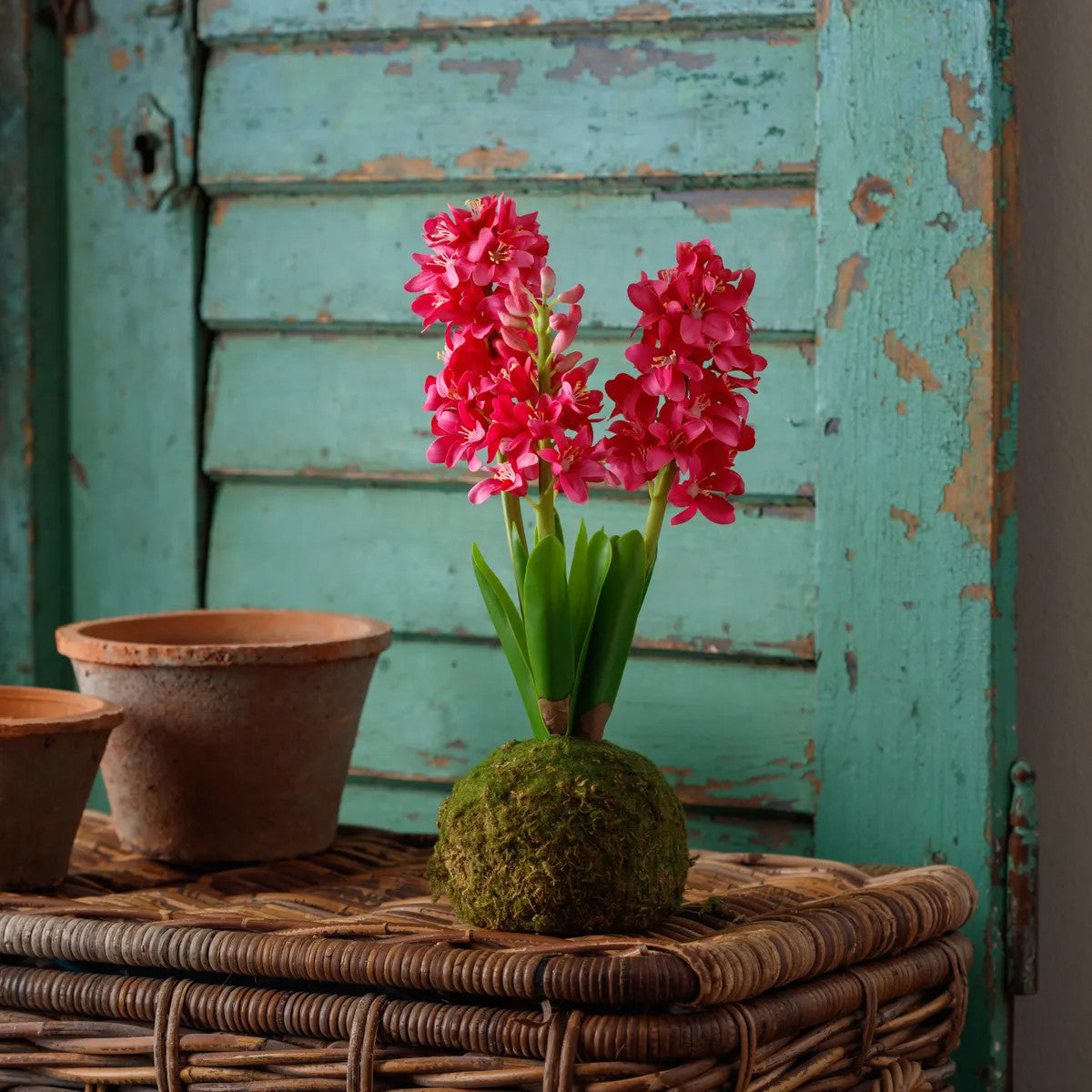 Vibrant blue hyacinth flower arranged in a spherical moss ball with dimensions 5 x 5 x 15 inches.