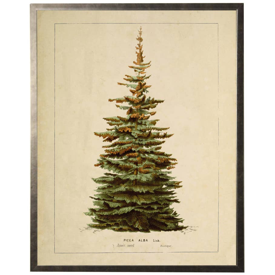 Vintage botanical illustration of a Silver Fir tree in a dark metal frame.