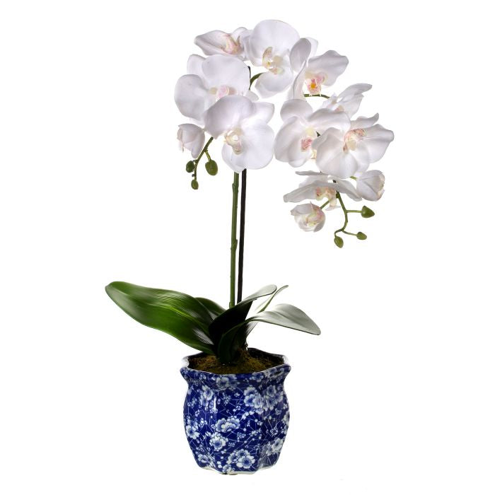 Two Phalaenopsis orchids in a Ming-style pot with dimensions approximately 27 inches high.
