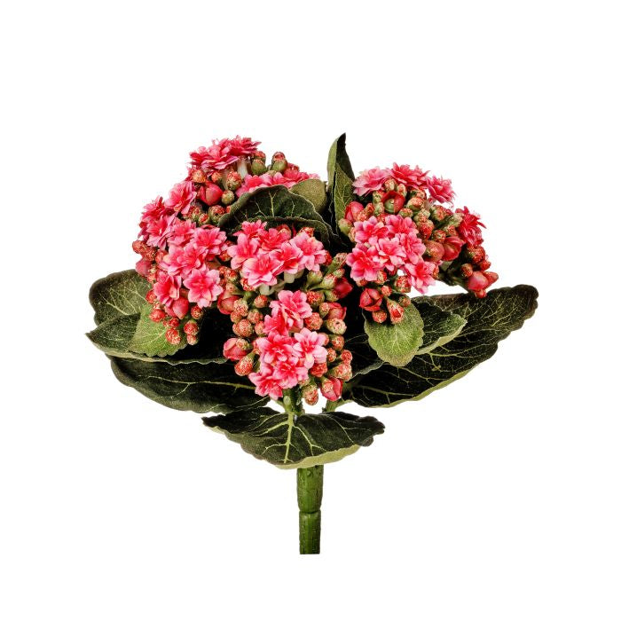 Potted Kalanchoe plant with green succulent leaves in a simple container.