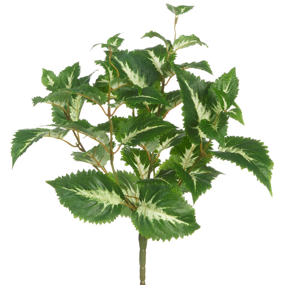 16" UV Protected Coleus Bush Green Cream