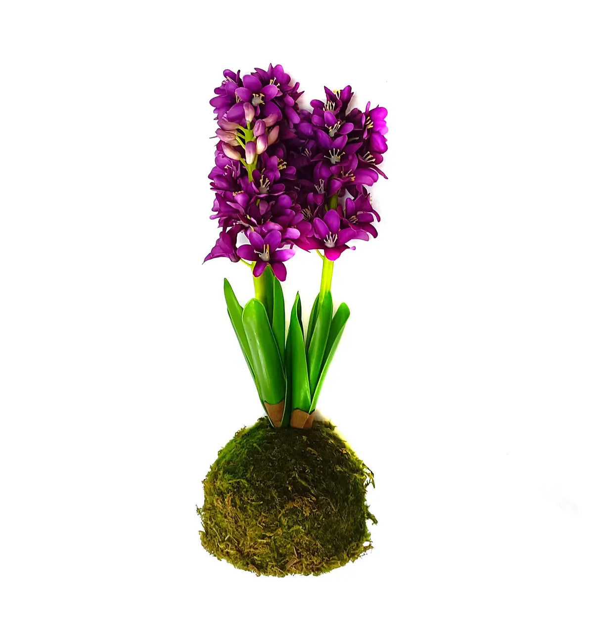 Vibrant purple hyacinth flower arranged in a spherical moss ball with dimensions 5 x 5 inches.
