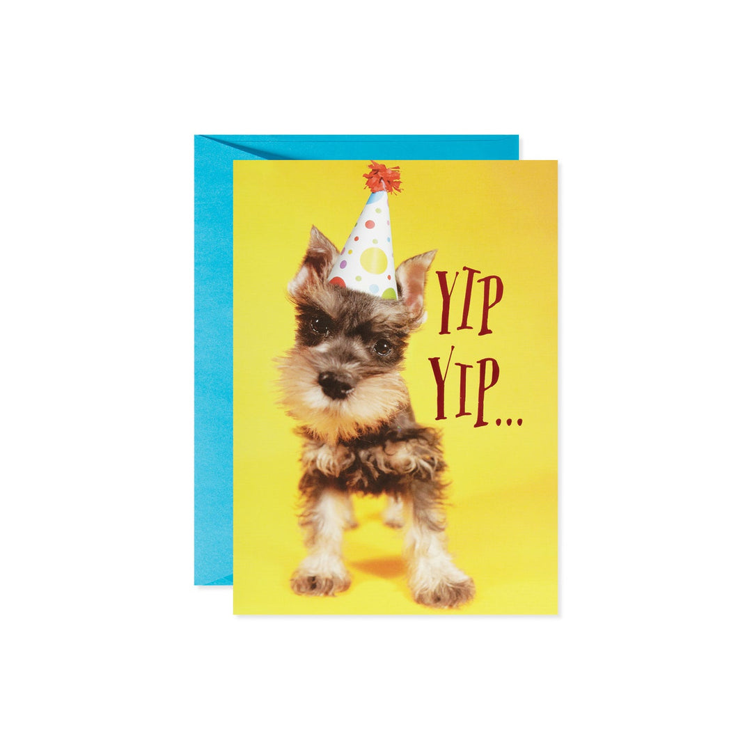 Schnauzer wearing a birthday hat card