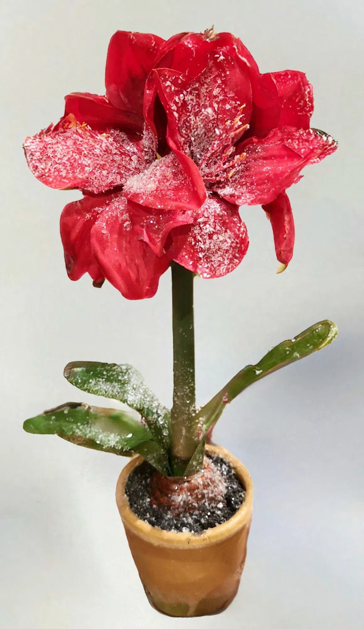 A potted amaryllis plant with a white bloom in an ice-textured container.