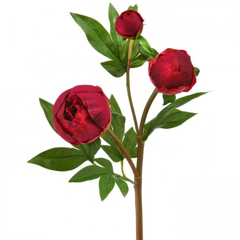 A bouquet of twenty-five-inch just cut pink peony bud spray flowers.