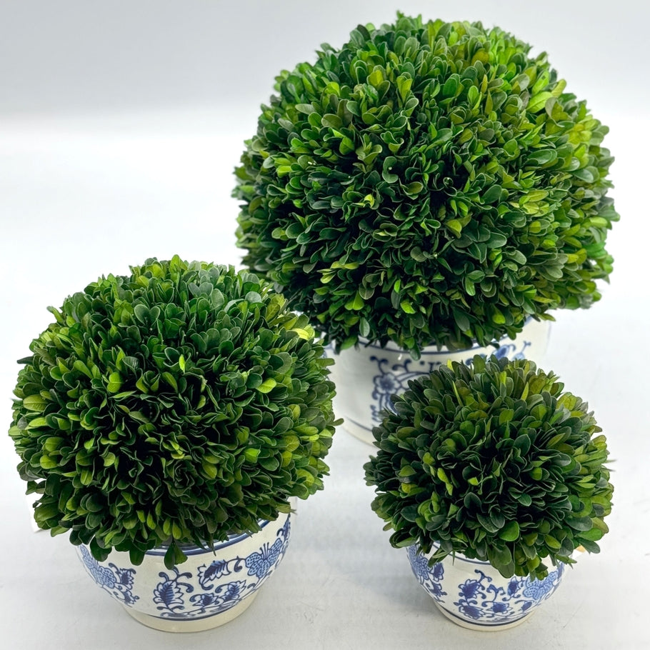 Three boxwood ball topiaries in blue and white floral ceramic pots of varying sizes.
