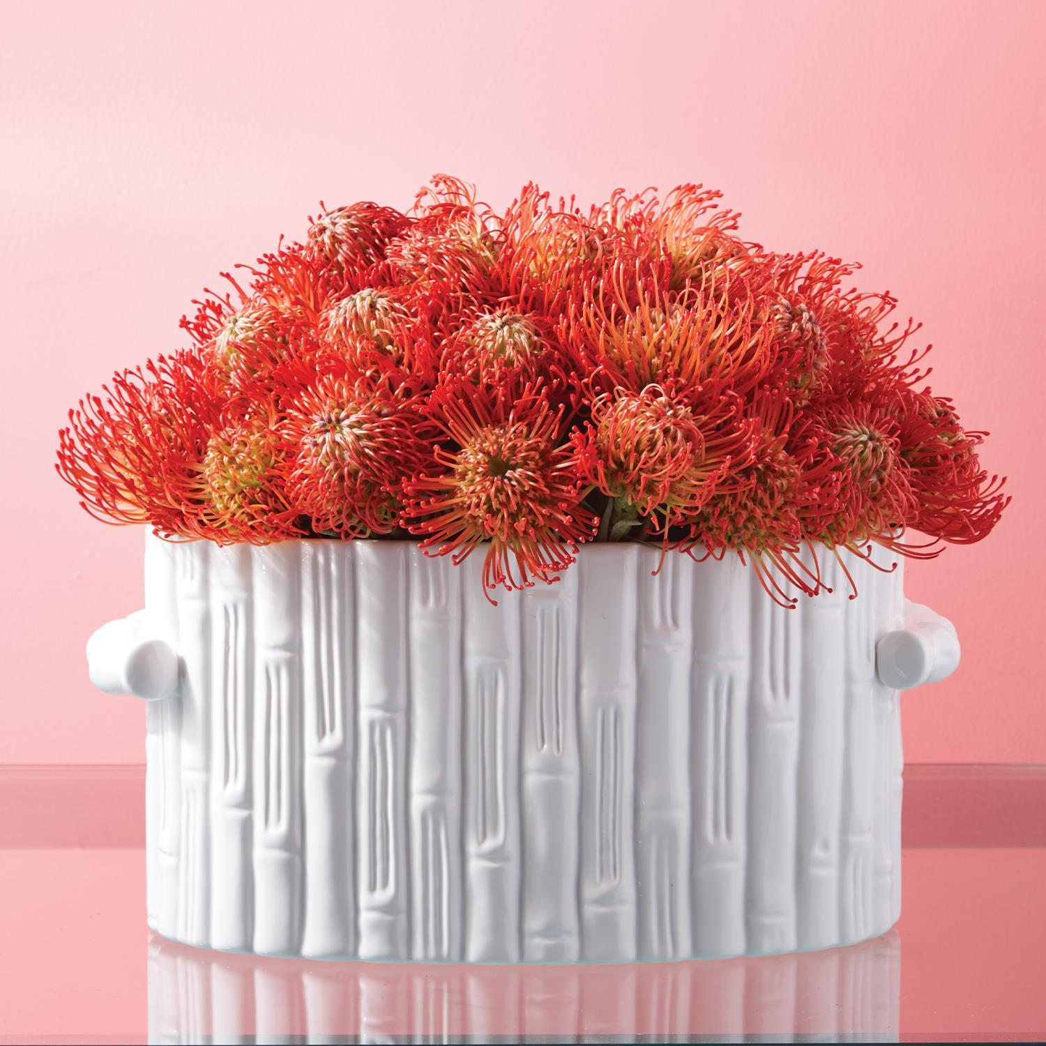 White ceramic faux bamboo oval cachepot with handles, filled with orange pincushion protea flowers.