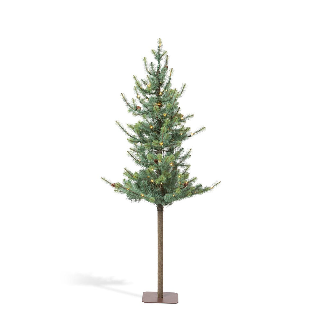 Blue Spruce Alpine Tree