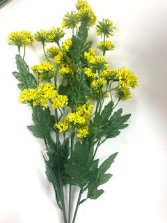 Yellow Thistle Ball Bush with dense spherical foliage