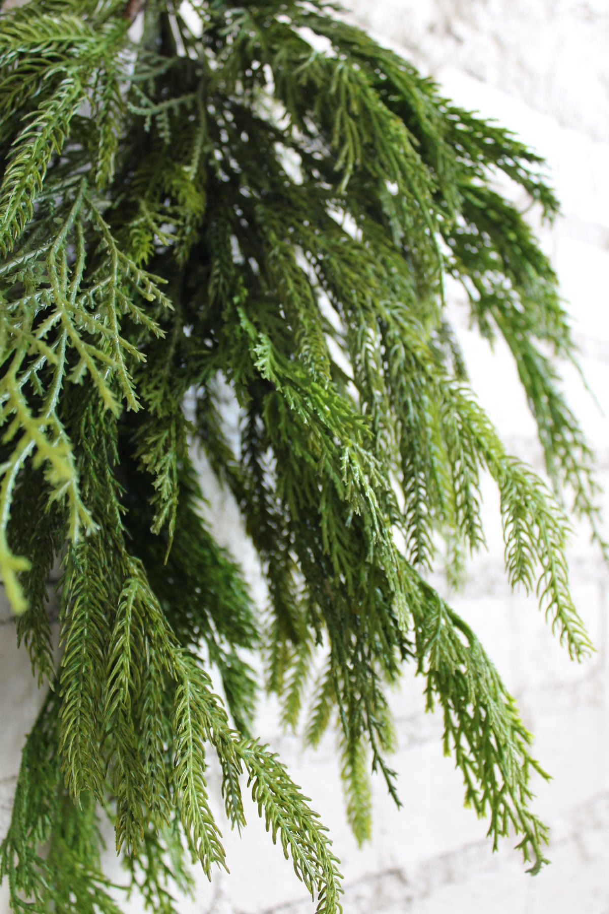 Bundle of Cyprus/Norfolk pine branches with natural green needles