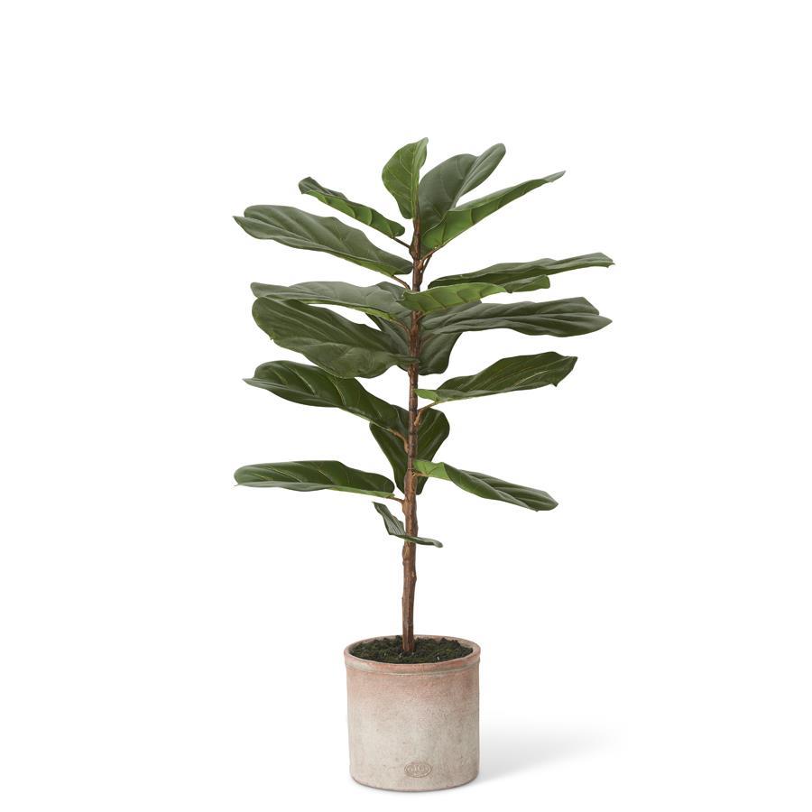 36-inch fiddle leaf fig tree in a distressed clay pot with cloth basin