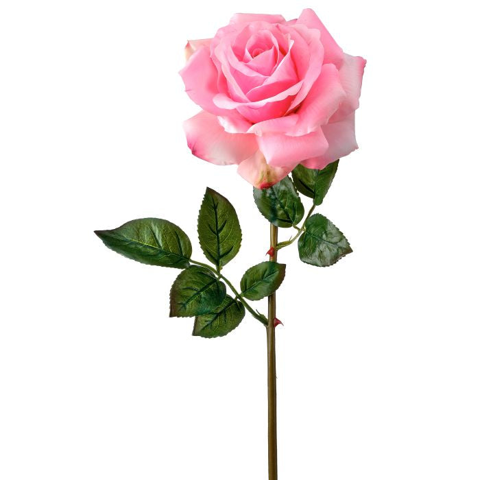 Open garden rose plant with green foliage in a black container