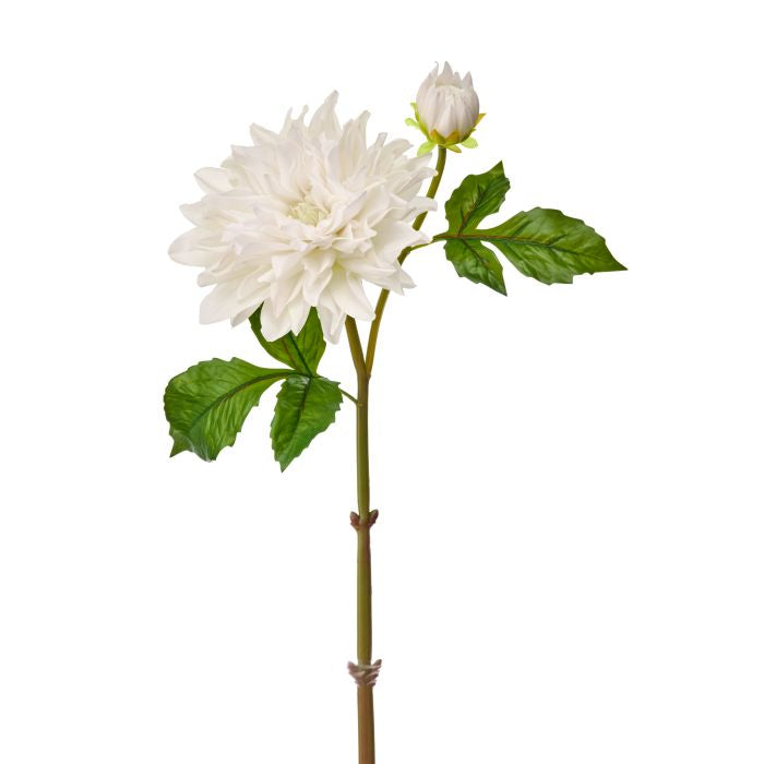 Just Cut Grand Dahlia + Bud floral arrangement in a clear vase.