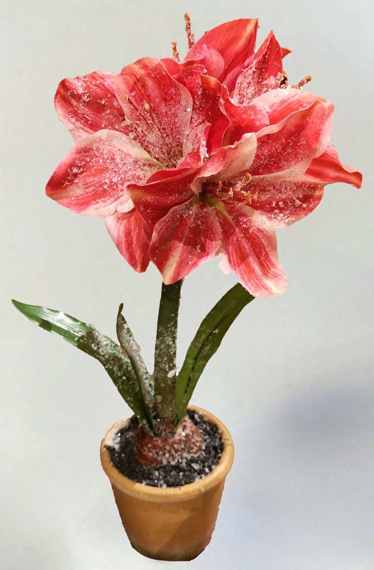 A potted amaryllis with a large white bloom in an ice-textured container.